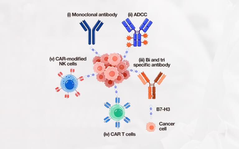 B7-H3 (CD276): Clinical Progress and Emerging Therapeutic Strategies in Solid Tumors